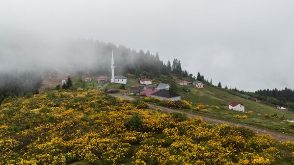 Trabzon’un Akçaabat ilçesine bağlı Sisirna Yaylası, bu yıl da zifin çiçekleriyle sarıya büründü. Özellikle makro objektifle çekilen kareler, yaylanın doğal güzelliğini gözler önüne seriyor. - Sputnik Türkiye