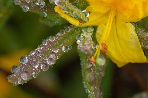 Akçaabat’ın Sisirna Yaylası’nda altın sarısı açan zifin çiçekleri, doğaseverlere görsel şölen sunuyor. Bu endemik bitki, bölge balcılığına da katkı sağlıyor. - Sputnik Türkiye