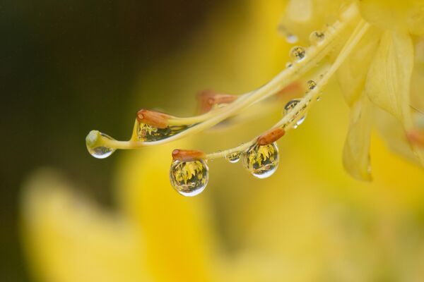 Zifin, bölgeye özgü ve yaylaların ekosisteminde önemli yere sahip bir bitki. Arıcılık faaliyetlerine destek verirken, kırsal turizme de estetik değer katıyor. - Sputnik Türkiye