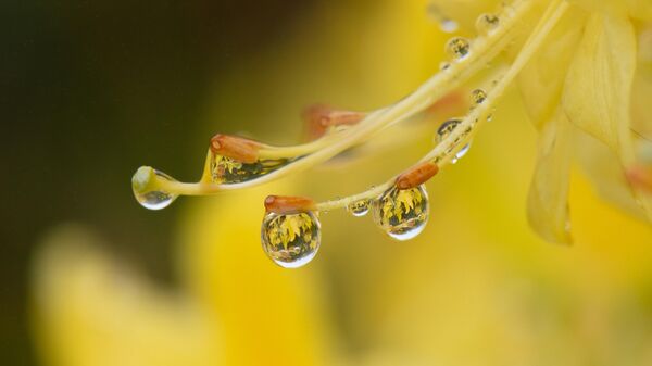 Zifin çiçekleri - Sputnik Türkiye