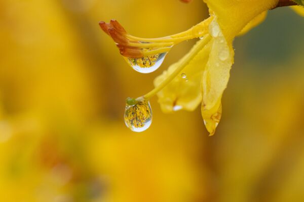 &#x27;Sarı Orman Gülleri&#x27; ailesinin alt türlerinden biri olan zifin çiçeği, anavatanı olan Kafkasya ve Kuzey ve Doğu Anadolu çevresinde yayılım gösterir. - Sputnik Türkiye