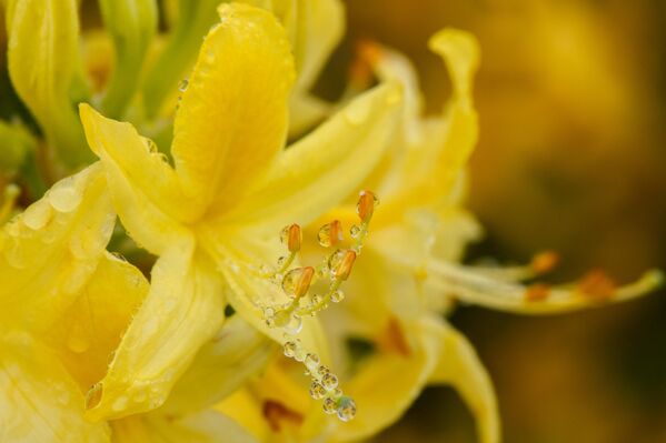 Halk arasında &#x27;deli bal&#x27; ve &#x27;acı bal&#x27; olarak da adlandırılan balların  Mayıs- Haziran aylarında açan Komar çiçeği ve Zifin çiçeğinden beslenen arılar tarafından üretildiği belirtiliyor. - Sputnik Türkiye