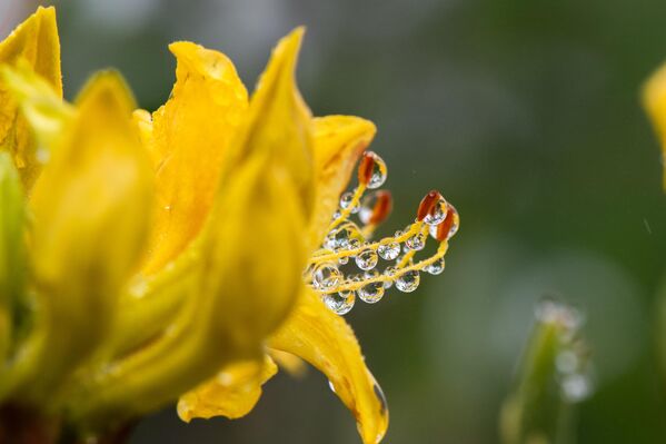 Bal üreticileri, zifinden elde edilen balın aroması ve sağlık özellikleriyle öne çıktığını belirtse de uzmanlar bilinçsiz tüketim konusunda uyarıyor. - Sputnik Türkiye