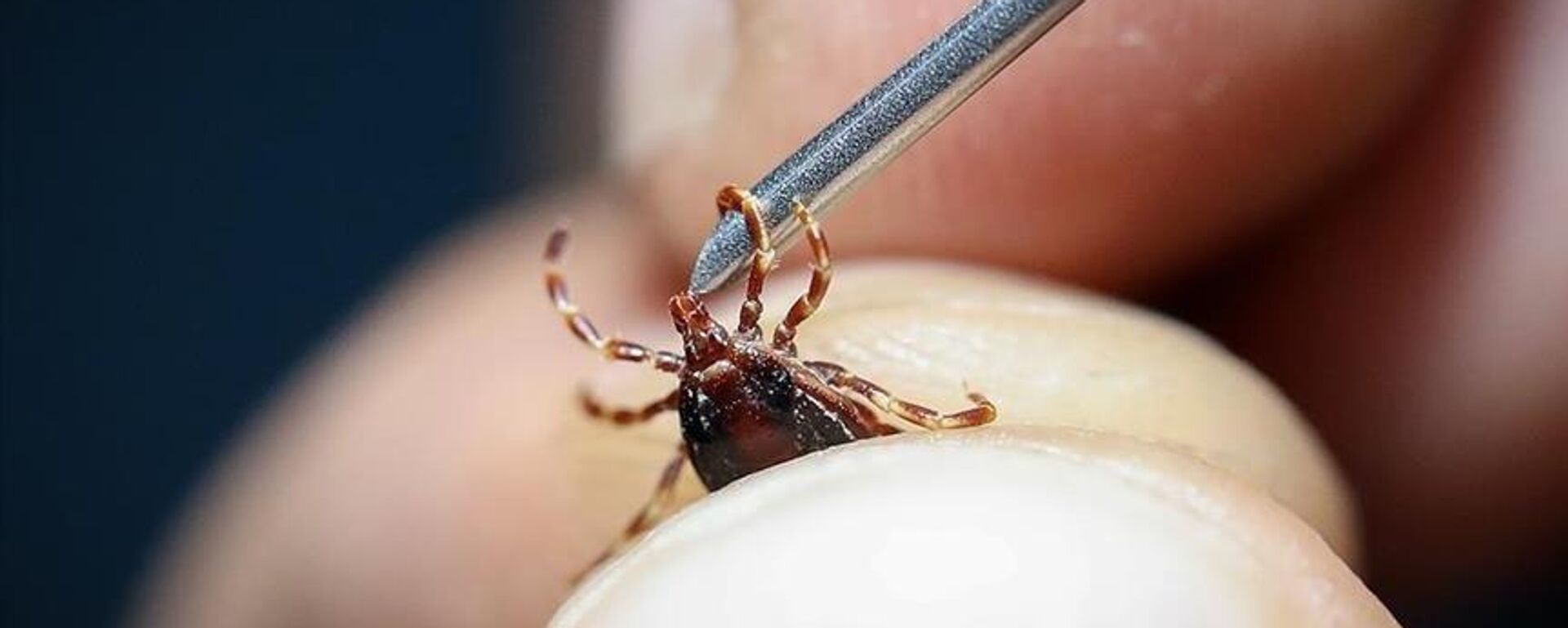 Kene - Sputnik Türkiye, 1920, 12.06.2025