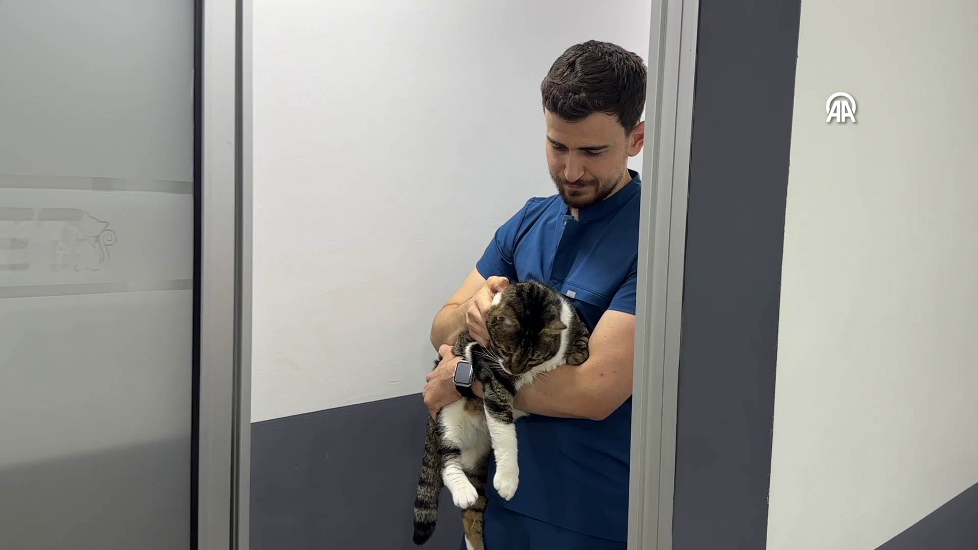 kedi - Sputnik Türkiye, 1920, 17.06.2025