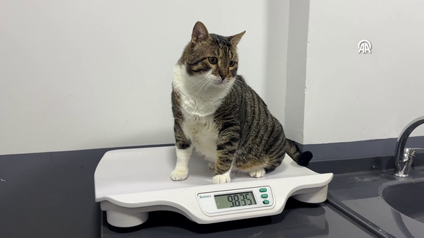 kedi - Sputnik Türkiye