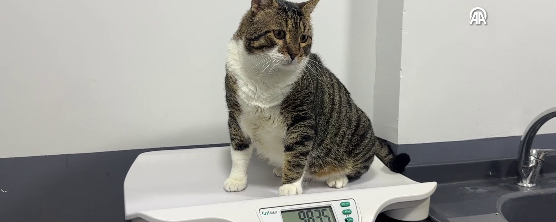 kedi - Sputnik Türkiye, 1920, 17.06.2025