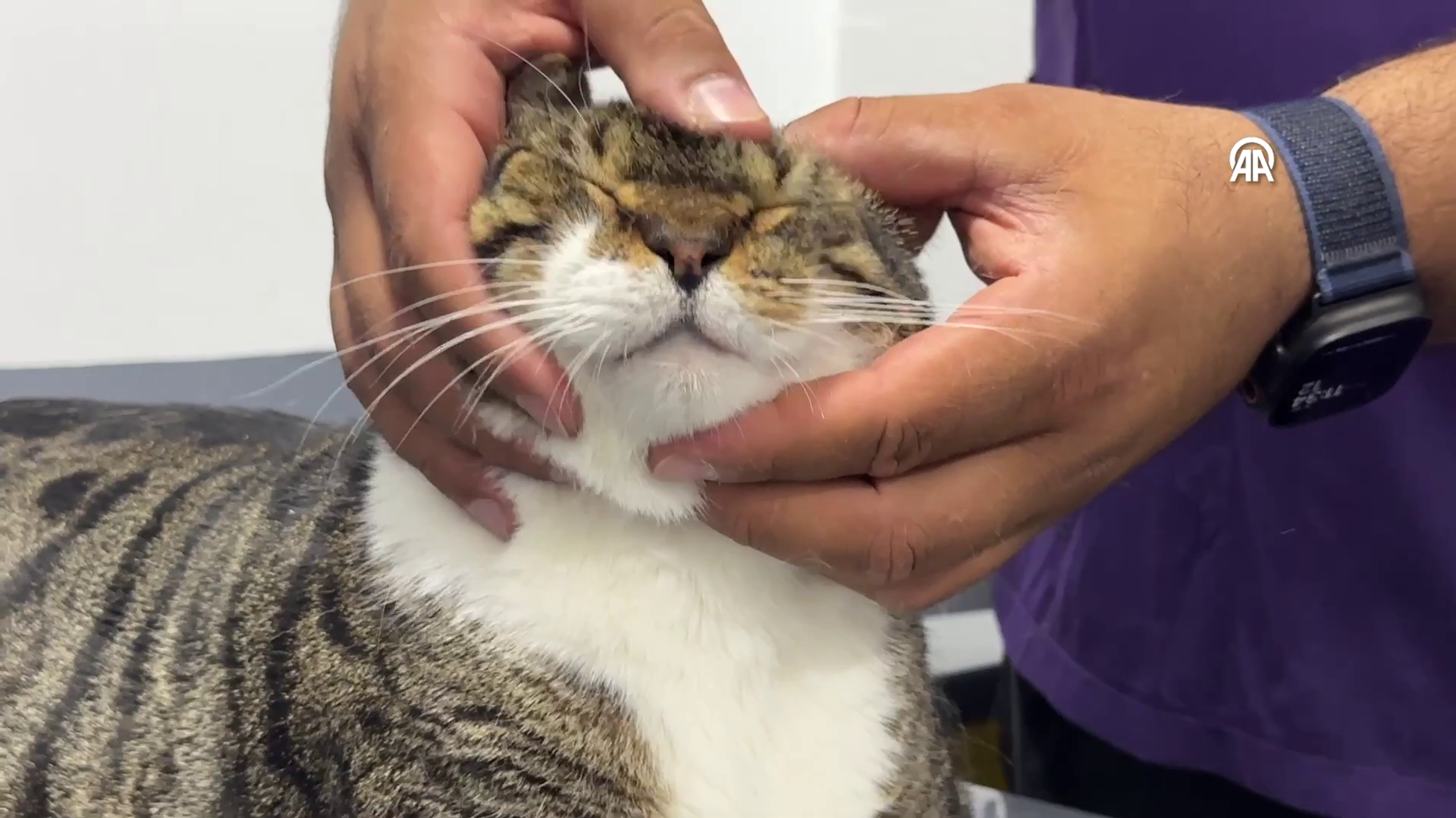 kedi - Sputnik Türkiye, 1920, 17.06.2025