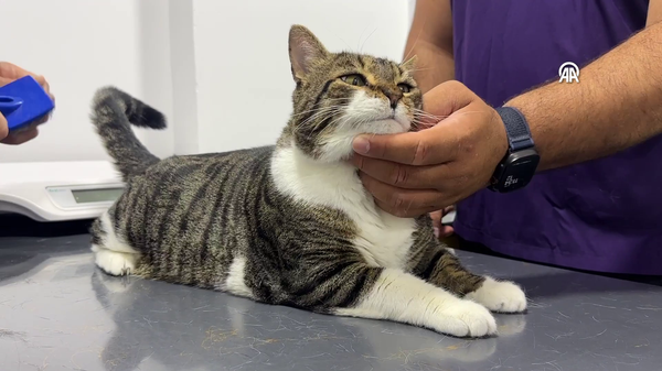 kedi - Sputnik Türkiye