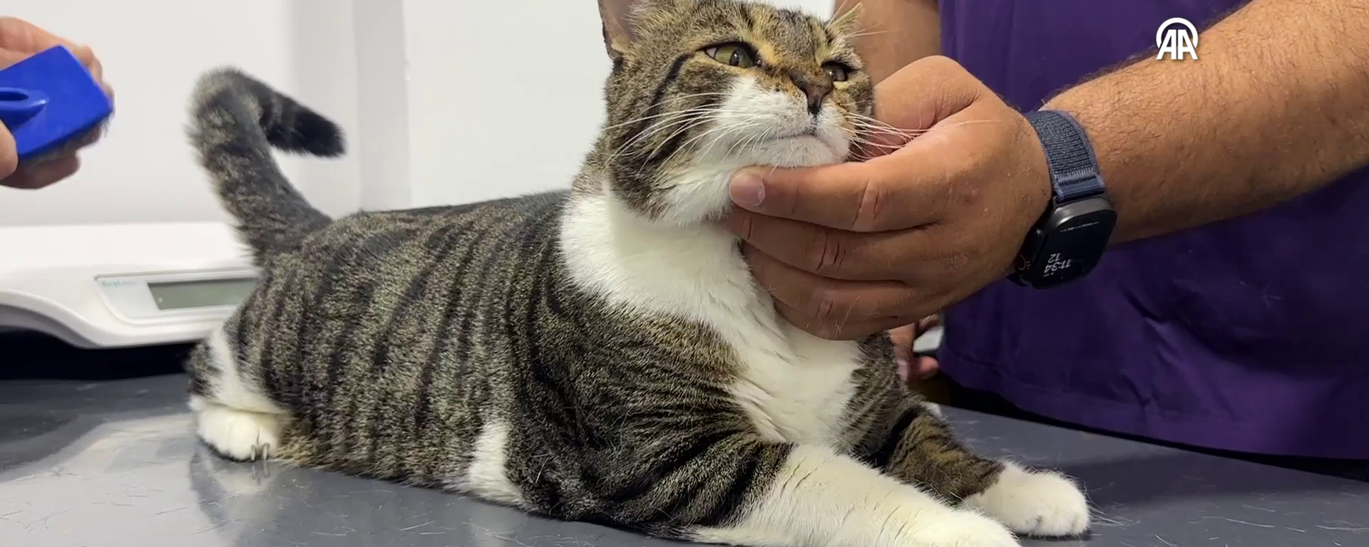 kedi - Sputnik Türkiye, 1920, 20.11.2025