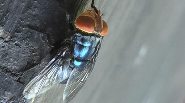 Etle beslenen sinek istilası: Halk sağlığını tehdit ediyor - Sputnik Türkiye