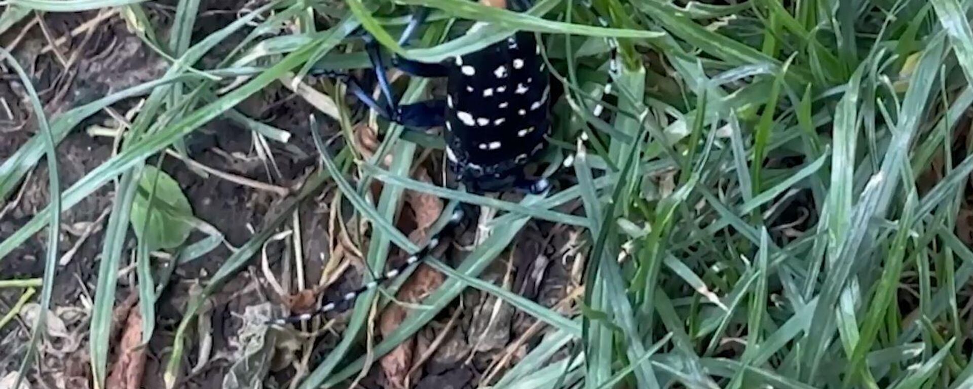 Teke böceği - Sputnik Türkiye, 1920, 20.06.2025