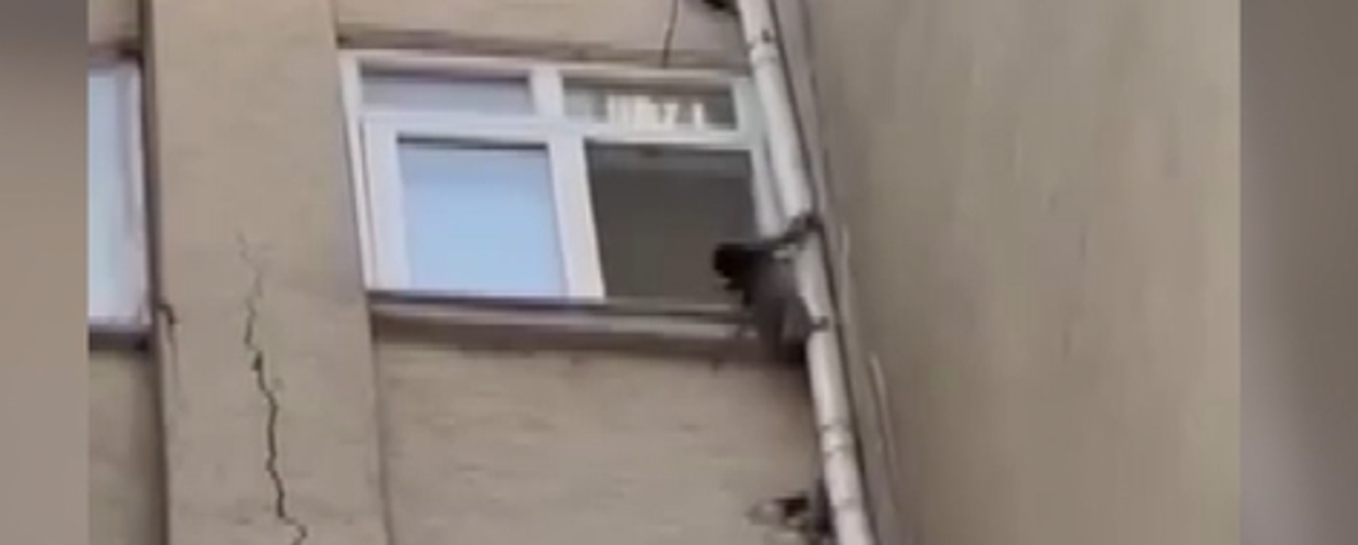 maymun  - Sputnik Türkiye, 1920, 23.06.2025