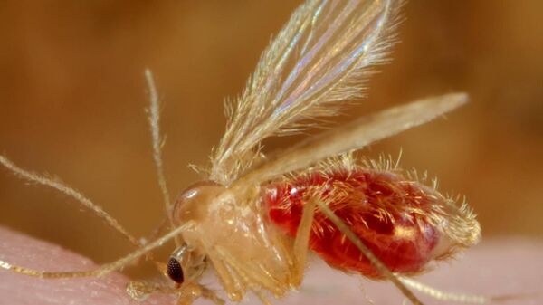 Yakarca sinekleri - Sputnik Türkiye