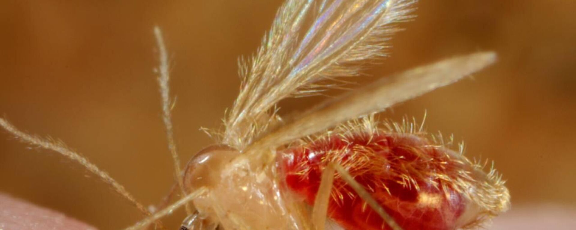 Yakarca sinekleri - Sputnik Türkiye, 1920, 24.06.2025