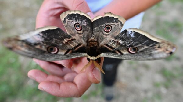 Düzce'nin Gölyaka ilçesinde fındık bahçesinde bulunan tavus kelebeği - Sputnik Türkiye