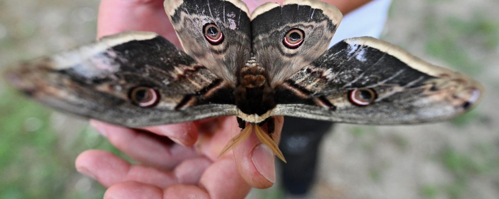 Düzce'nin Gölyaka ilçesinde fındık bahçesinde bulunan tavus kelebeği - Sputnik Türkiye, 1920, 25.06.2025