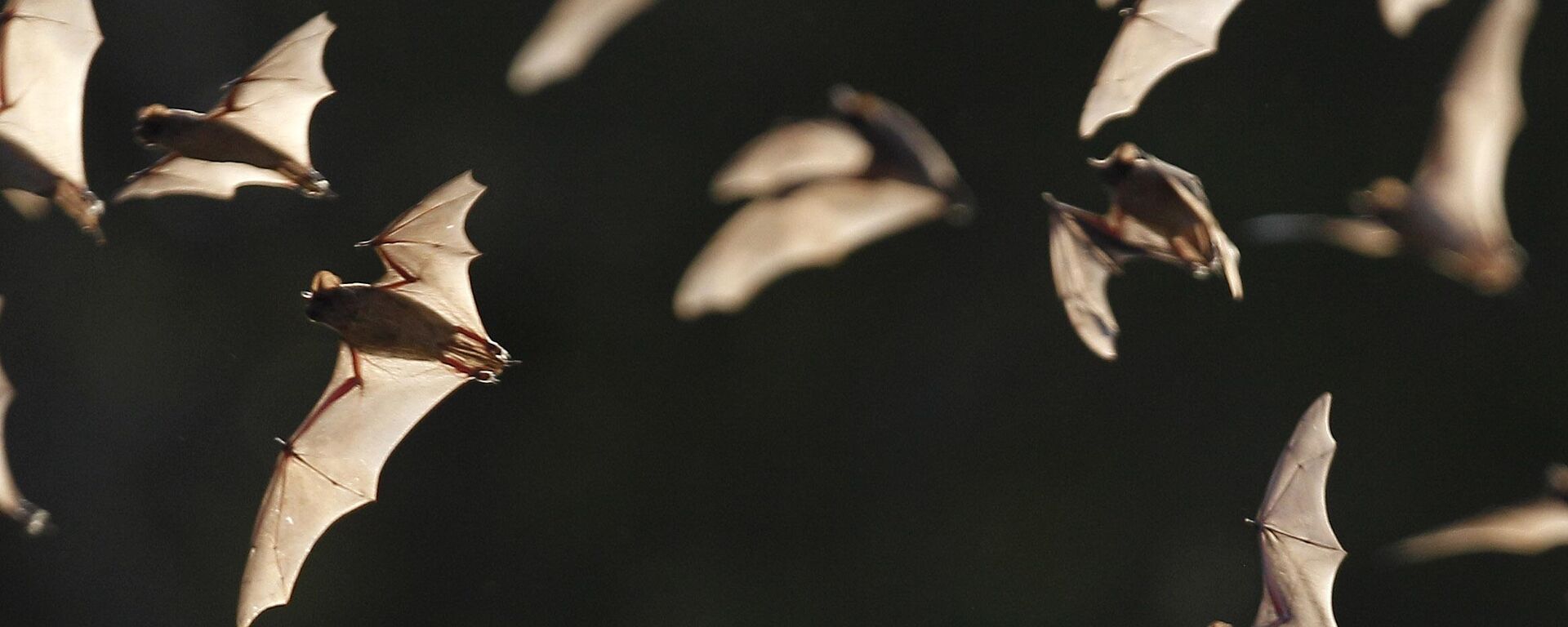 Yarasalarda yeni virüsler bulundu, ölüm oranı yüzde 75'e varıyor: Başka bir pandemi mi geliyor? - Sputnik Türkiye, 1920, 19.11.2025