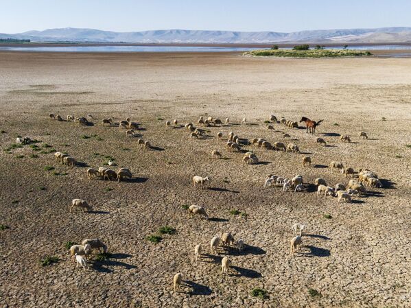 Göl çevresinde özellikle sazlık ve bataklık alanlarda belirgin bir artış gözlemlenirken, bölge sakinleri koyun sürülerini bu alanlarda otlatmaya başladı. - Sputnik Türkiye