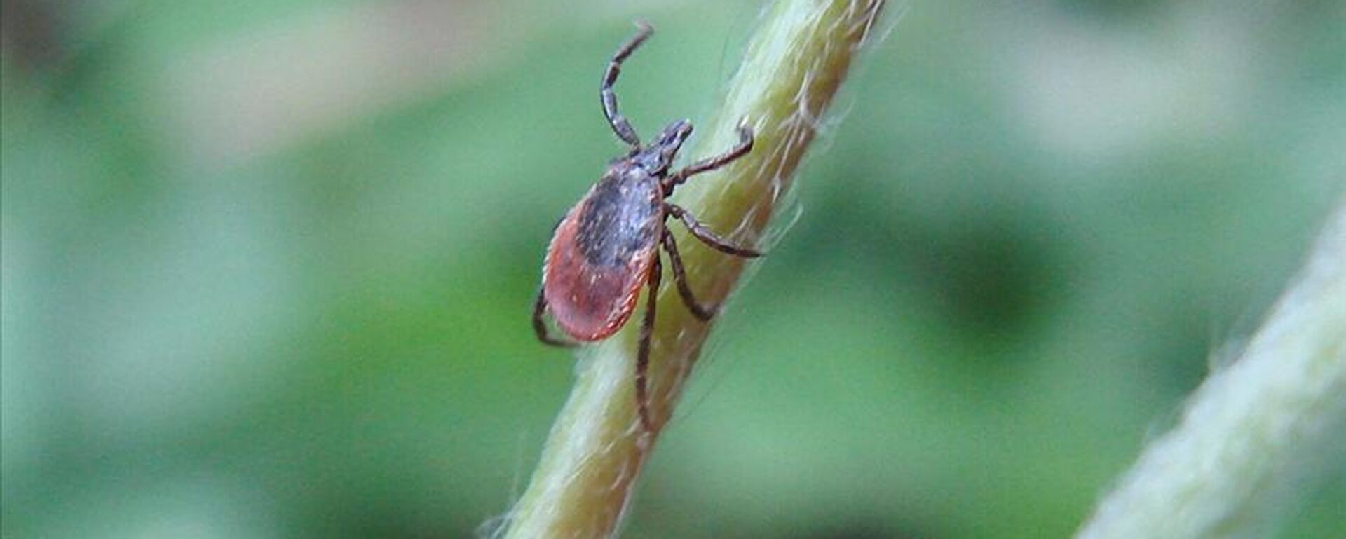 Türkiye'de kene vakası - Sputnik Türkiye, 1920, 26.06.2025