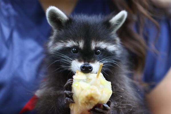 Hayvanlardan bazıları kafeslerine konulan fıskiye sistemleriyle serinletilmeye çalışılırken, bazılarının da havuzlarına meyveler konularak suya girmeleri sağlanıyor. - Sputnik Türkiye