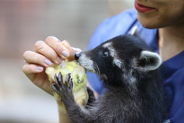 Yavruyken doğal yaşam parkına bırakılan &quot;Venüs&quot; isimli rakun da kendisine verilen buzlu meyveli dondurmayla sıcak havanın etkisinden kurtulmaya çalışıyor. - Sputnik Türkiye