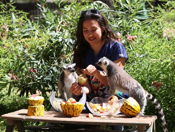 Park sakinlerini sıcaktan korumaya çalışan görevliler, her hayvanın yaz diyetine uygun kalorisi düşük, buzlu ve soğuk meyve kokteylleri hazırlıyor. - Sputnik Türkiye