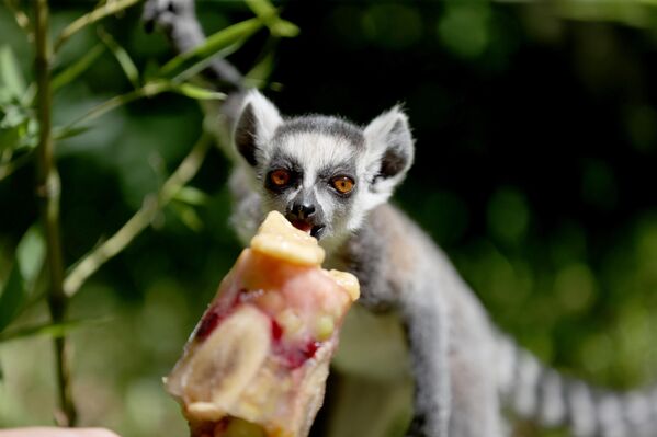 Lemur, maymun ve ayı gibi hayvanların, karpuz, portakal, kiraz, muz, elma gibi meyvelerden oluşan buzlu kokteyllerle beslendiği anlar, ziyaretçilerin de ilgisini çekiyor.  - Sputnik Türkiye