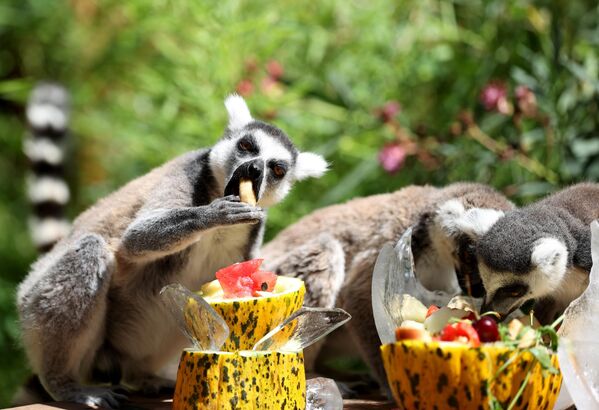 Antalya Doğal Yaşam Parkı&#x27;ndaki hayvanlar, sıcak havada buzlu meyve kokteyli ve fıskiyelerle serinletiliyor.  - Sputnik Türkiye