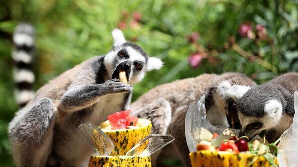 Antalya Doğal Yaşam Parkı sakinleri, buzlu meyve kokteyli ile serinliyor - Sputnik Türkiye