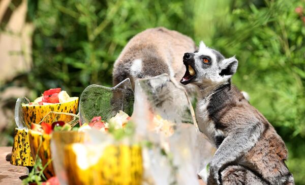 Antalya Doğal Yaşam Parkı Müdürü Aygül Arsun, sıcaklığın hayvanlarda stres oluşturabildiğini söyledi. - Sputnik Türkiye