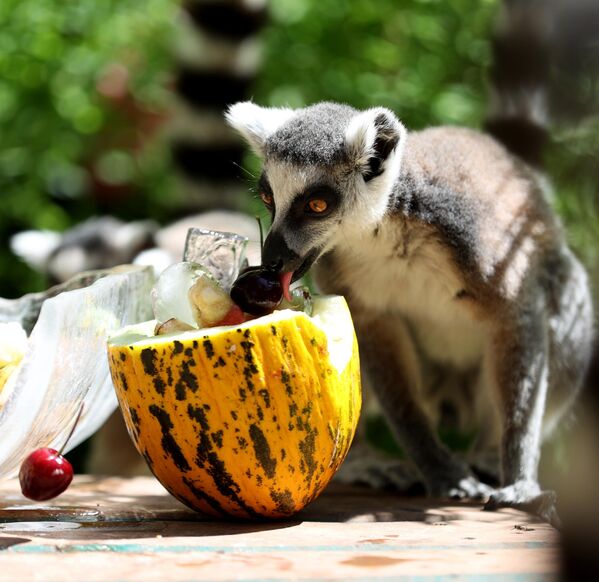 Sıcaklığı önleyici tedbirler aldıklarını belirten Arsun, &quot;Hayvanların beslenme alışkanlıklarını yaz aylarına göre düzenliyoruz. Lifli gıdalar, bol sulu meyve ve sebzelerle besliyoruz. Alanlarında serinletme ve gölgelendirme çalışmaları yapıyoruz.&quot; dedi. - Sputnik Türkiye