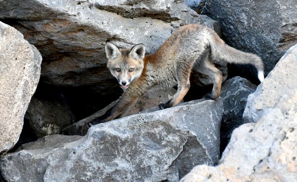 Kars'ın Sarıkamış ilçesinde çetin geçen kış mevsimi boyunca karlı arazilerde avlanan ve nisan-mayıs aylarında yavrulayan tilkiler, yiyecek bulmak için zaman zaman yerleşim yerlerinin yakınına kadar iniyor. Kars'ın Sarıkamış ilçesinde çetin geçen kış mevsimi boyunca karlı arazilerde avlanan ve nisan-mayıs aylarında yavrulayan tilkiler, yiyecek bulmak için zaman zaman yerleşim yerlerinin yakınına kadar iniyor. - Sputnik Türkiye