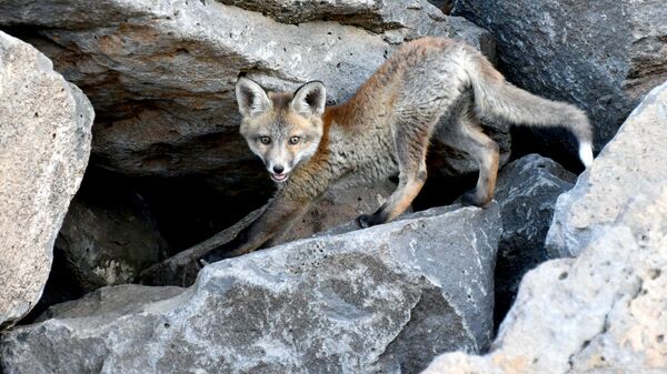 Kars'ta yuvalarından çıkan kızıl tilki yavrularını doğaseverler besledi - Sputnik Türkiye