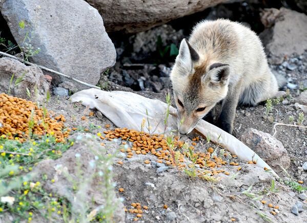 İlçe kırsalında yürüyüşe çıkan bazı doğa tutkunları, yuvalarından çıkıp yiyecek arayan tilki yavrularını ekmek ve yanlarında götürdükleri mamayla besledi. İlçe kırsalında yürüyüşe çıkan bazı doğa tutkunları, yuvalarından çıkıp yiyecek arayan tilki yavrularını ekmek ve yanlarında götürdükleri mamayla besledi. - Sputnik Türkiye