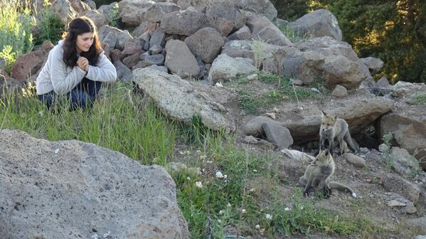 Büyüyüp yuvalarından çıkmaya başlayan yavru tilkiler de annelerini beklerken yuvalarına yakın bölgelerde yiyecek arayışına giriyor. Büyüyüp yuvalarından çıkmaya başlayan yavru tilkiler de annelerini beklerken yuvalarına yakın bölgelerde yiyecek arayışına giriyor. - Sputnik Türkiye