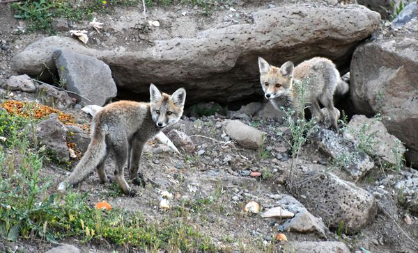 Kızıl tilkiler, Türkiye'nin Kars ve Ağrı illerinde yaşar. Kızıl tilkiler, Türkiye'nin Kars ve Ağrı illerinde yaşar. - Sputnik Türkiye