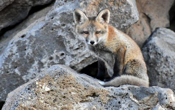 Tilkiler, kuş, fare, tavuk ve tavşan gibi canlıları avlayarak beslenebilmektedir. Tilkiler, kuş, fare, tavuk ve tavşan gibi canlıları avlayarak beslenebilmektedir. - Sputnik Türkiye