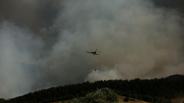 Sakarya orman yangını - Sputnik Türkiye