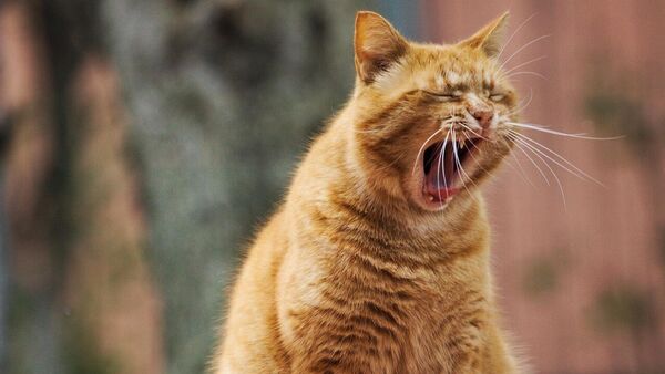 Kedi  - Sputnik Türkiye