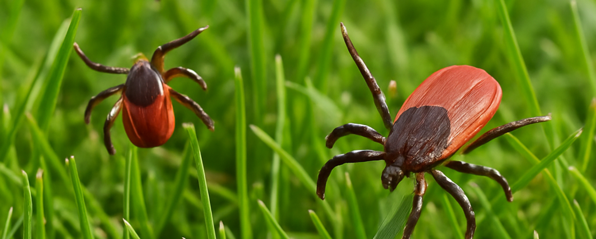 Kene  - Sputnik Türkiye, 1920, 29.06.2025