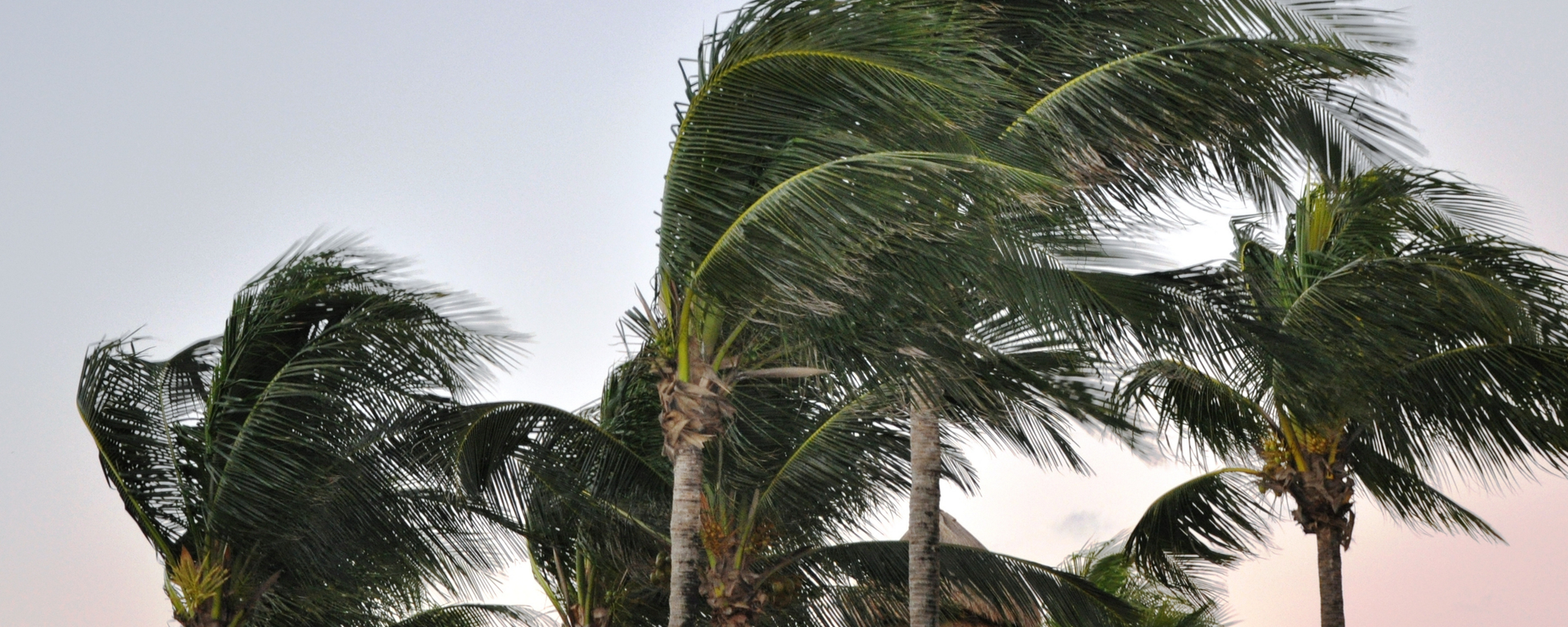 Kuvvetli rüzgar - Sputnik Türkiye, 1920, 26.08.2025