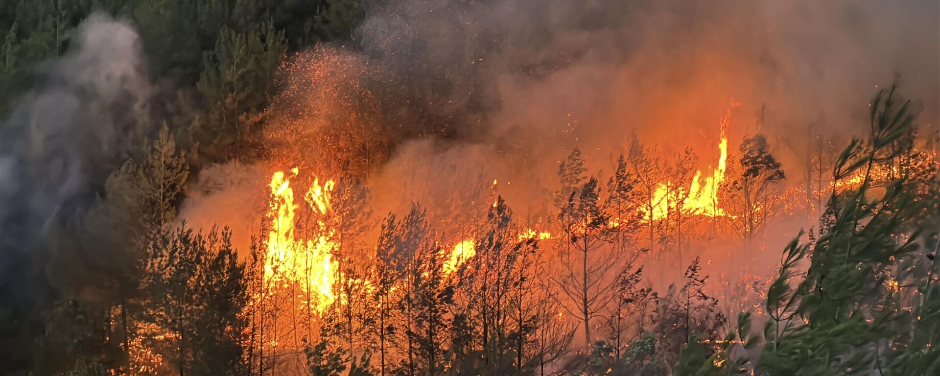 orman yangını - Sputnik Türkiye, 1920, 02.07.2025