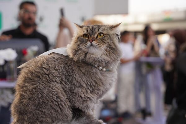 Yarışmaya 200'e yakın kedi katıldı. Yarışmaya 200'e yakın kedi katıldı. - Sputnik Türkiye