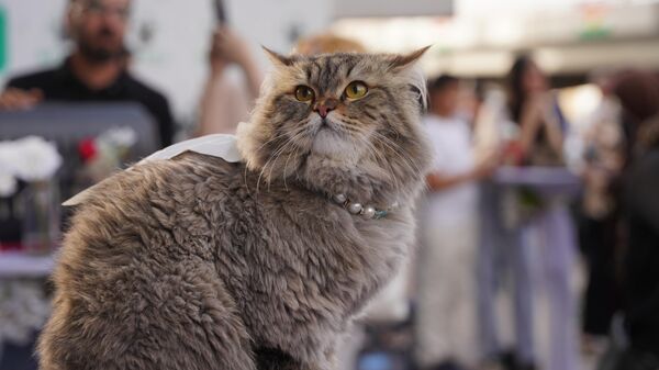 Arşiv fotoğraf - Sputnik Türkiye