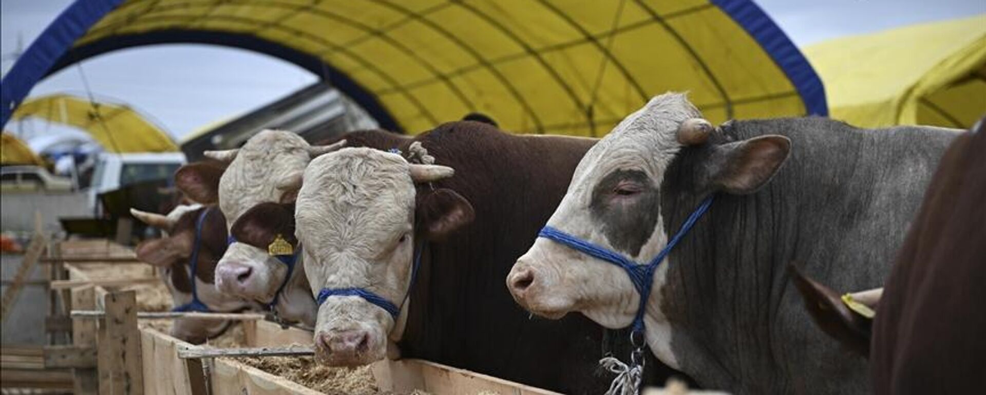 Şap hastalığı alarmı - Sputnik Türkiye, 1920, 10.07.2025