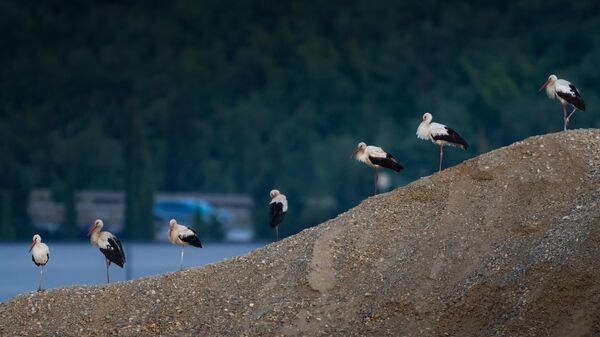 Aylak leylekler Bursa semalarında - Sputnik Türkiye