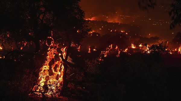 Yeniköy Mahallesi'ndeki zeytin ağaçlarının yandığı görüldü - Sputnik Türkiye