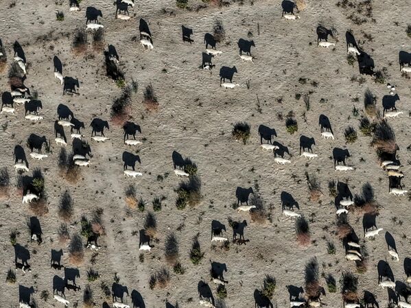 Yaşanan durum, bölgedeki kuraklığın boyutunu ve ekosistem üzerindeki yıkıcı etkisini gözler önüne serdi. - Sputnik Türkiye