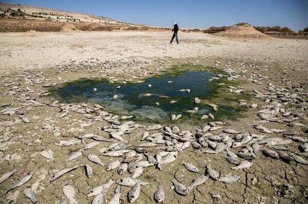 Çekilen sulara ulaşamayan binlerce balığın bu göletlerde mahsur kalarak öldüğü görüldü. - Sputnik Türkiye